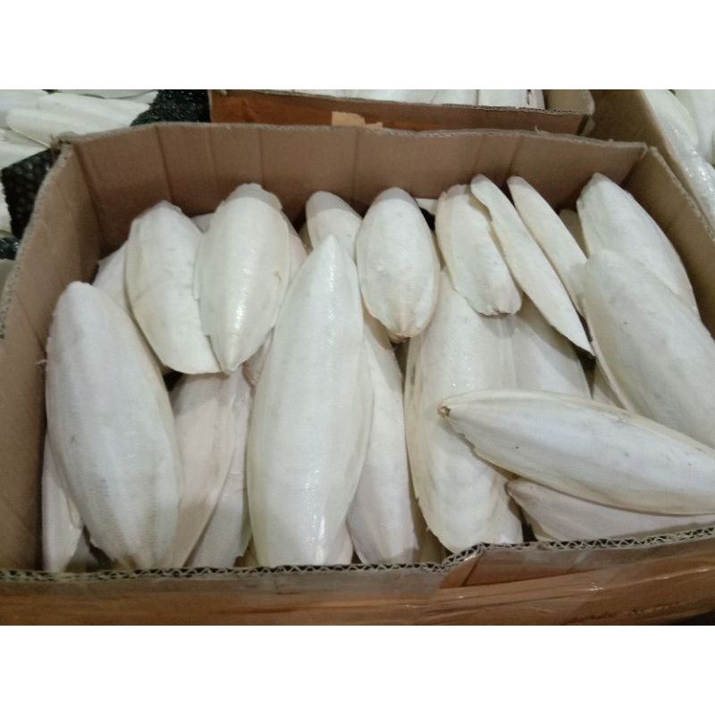 Tulang sotong 15-16cm cangkang cumi untuk gecko kenari lovebird finch reptil kura² hamster