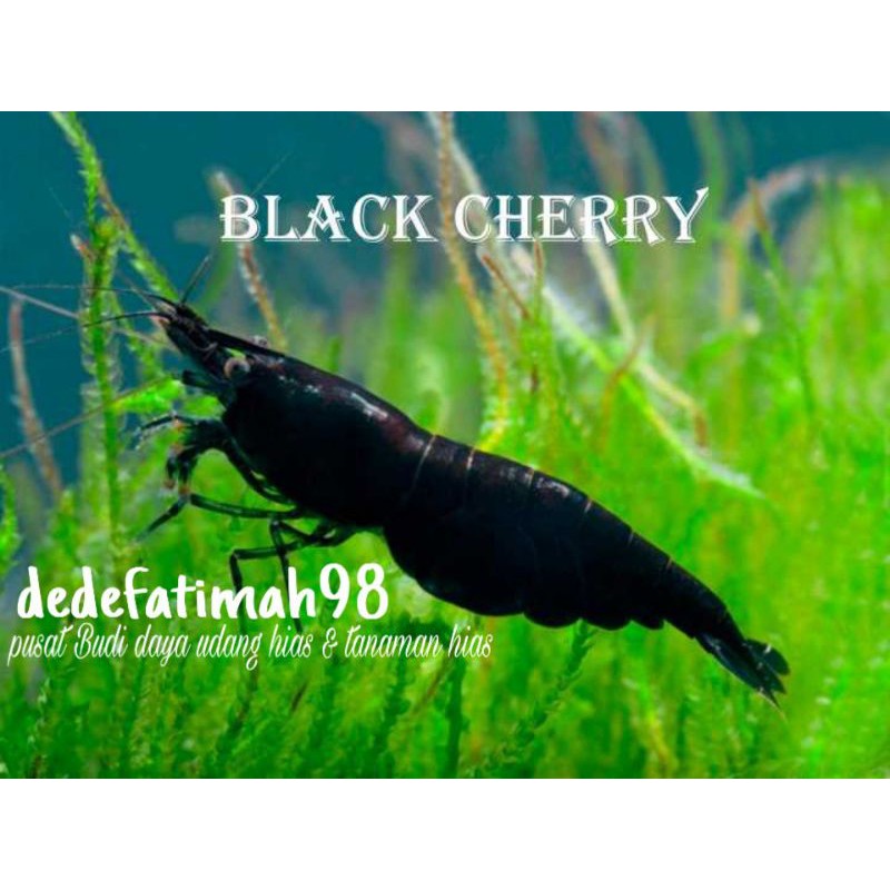 udang hias aquascape black Cherry