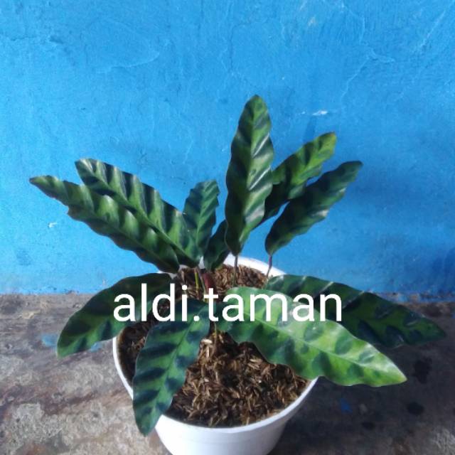 Tanaman hias/calathea bulu ayam .sudah berikut pot putih
