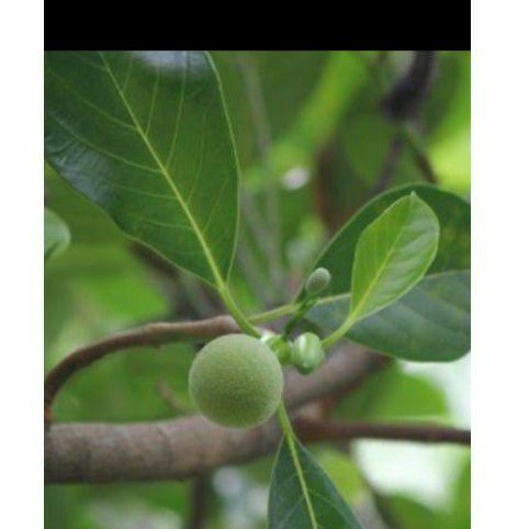 

Daun nangka segar 500 gr/herbal/petik langsung