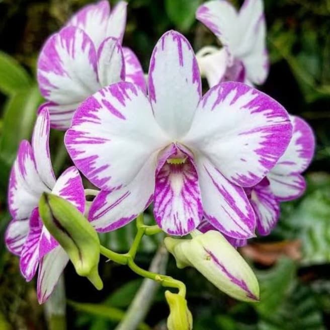 DendroBium Enobi Splash dewasa / spike