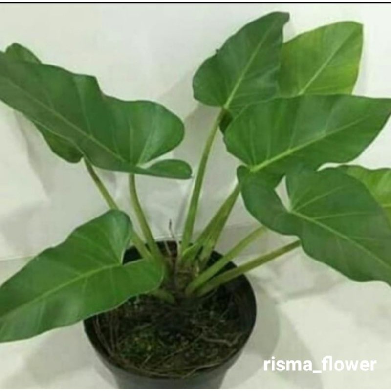 pohon hias Philo marbel /tanaman Philo hias