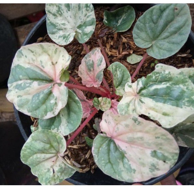 TANAMAN PEPEROMIA VARIGATA/PINK LADY