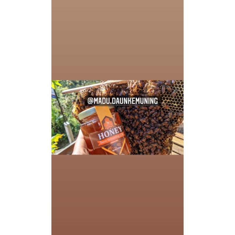 

madu murni daun kemuning