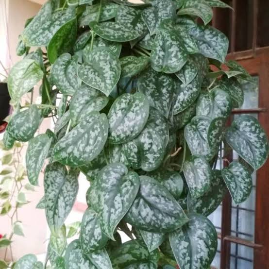 DAUN-SIRIH GADING SILVER-TANAMAN HIAS GANTUNG