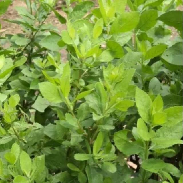 Pohon beluntas tanaman herbal bibit pohon beluntas