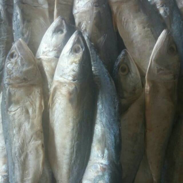 

Ikan peda putih
