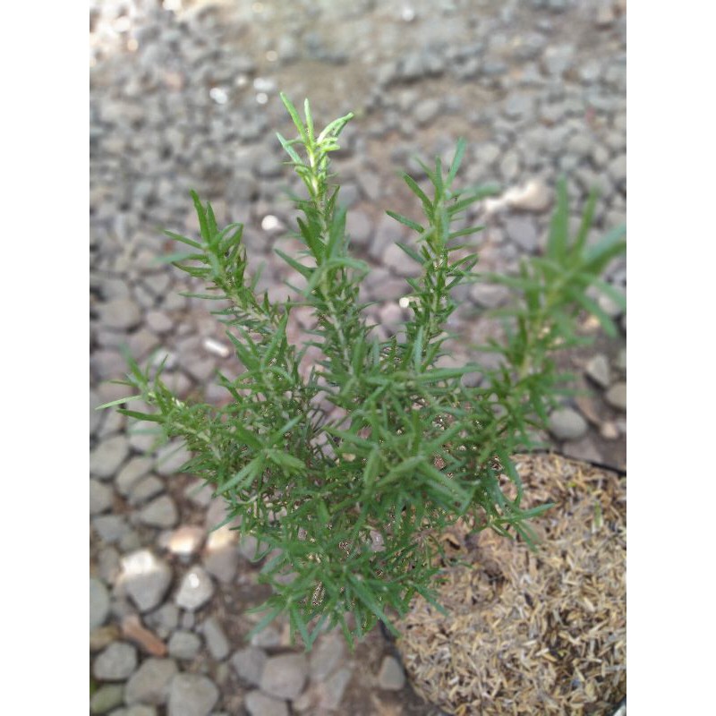 

Tanaman Herbal Rosemary ukuran besar