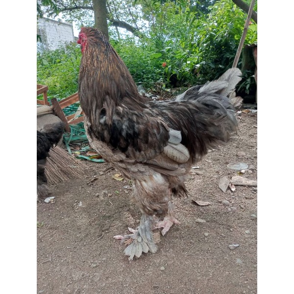 Ayam Hias Brahma Blue