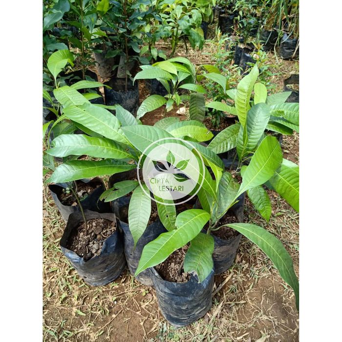 Pohon Gandaria - Bibit Pohon Buah Gandaria Jatake Langka