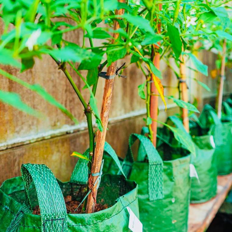 Eco Pack Planter Bag 20 35 50 75 Liter Green HDPE Original Premium Kualitas Ekspor Tabulampot (Bukan Recycle)