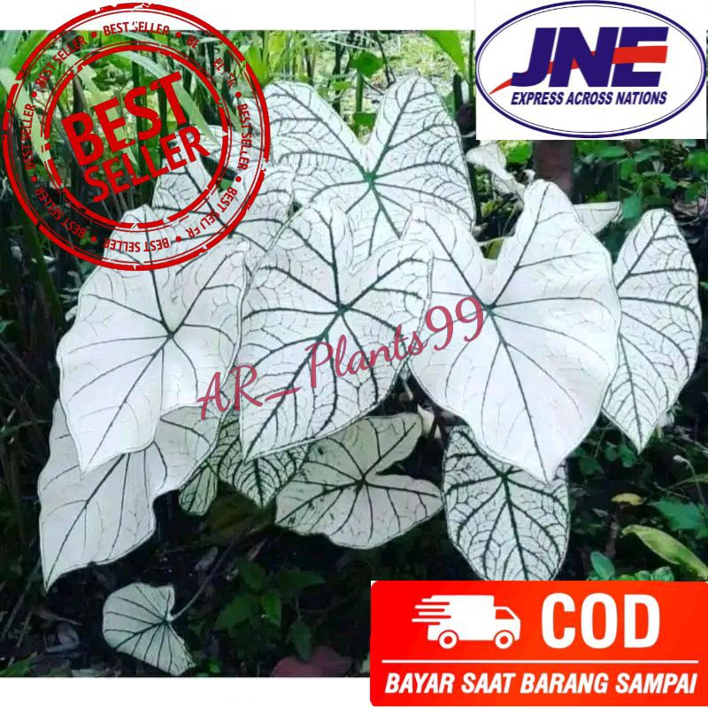 TANAMAN HIAS CALADIUM WHITE CHRISTMAS | KELADI PUTIH