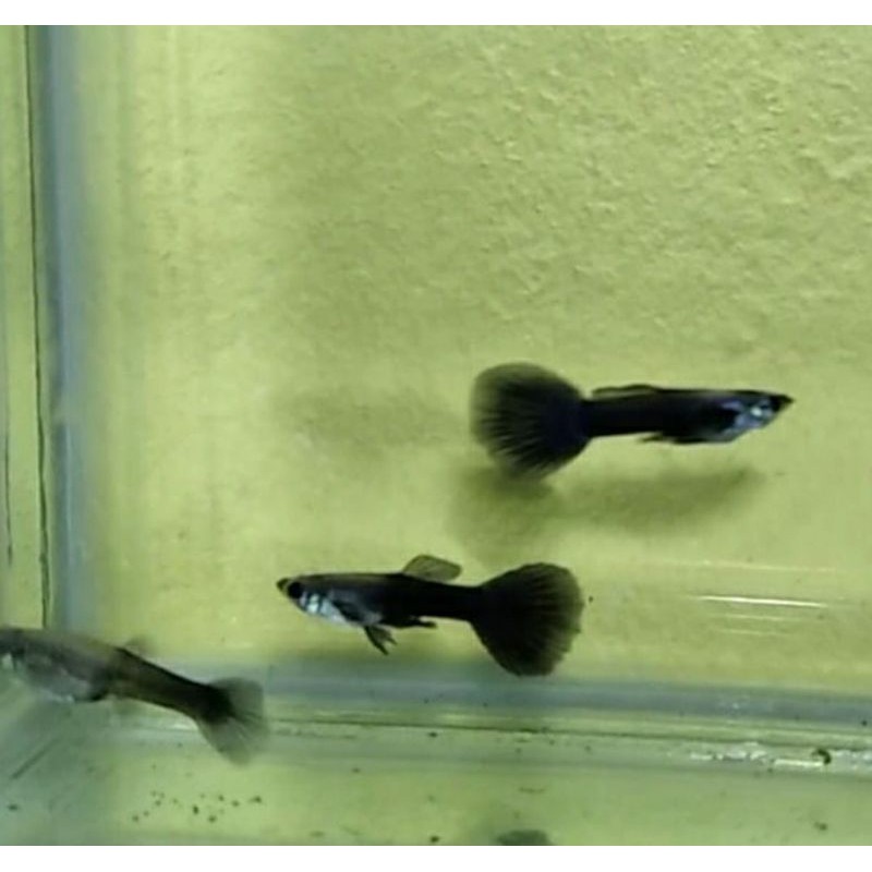

ikan guppy blue diamond