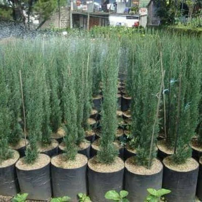 Cemara lilin 1 meter - tanaman Cemara lilin 1 meter MURAH