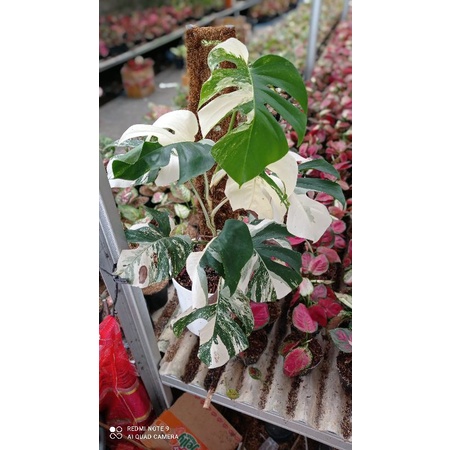 monstera varigata albo