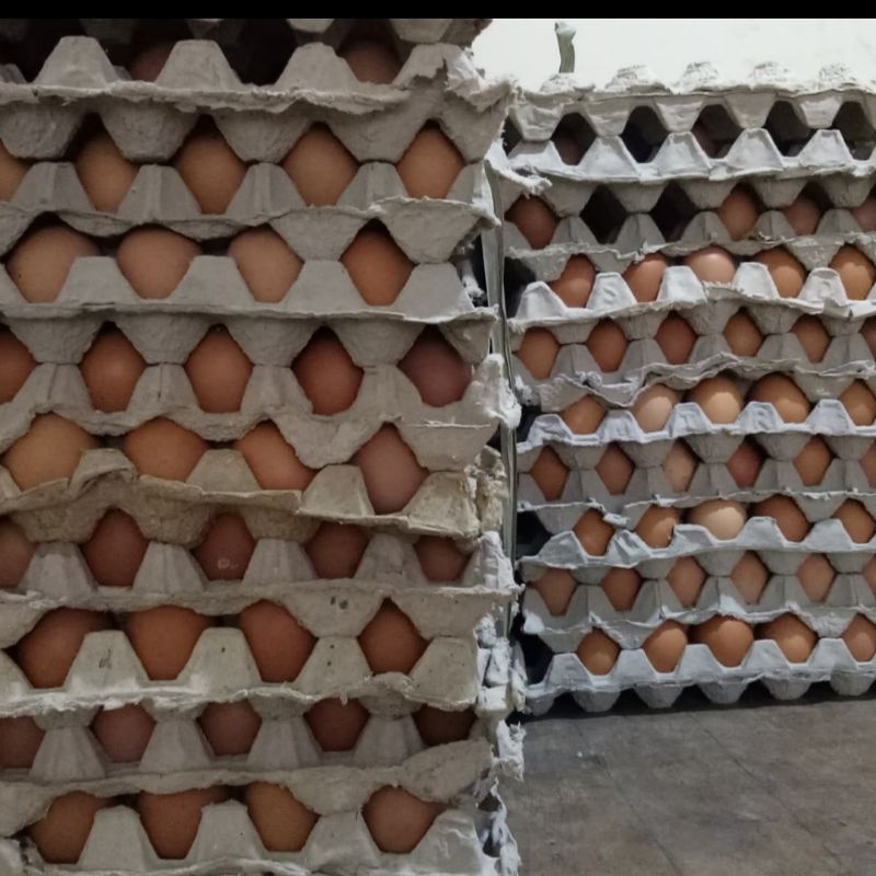 

Telur Ayam Negeri Fresh 1Kg BANDUNG