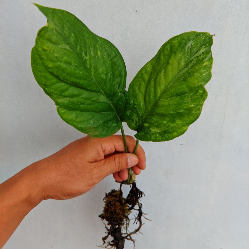 Epipremnum Bagong sp merapi silver varigata