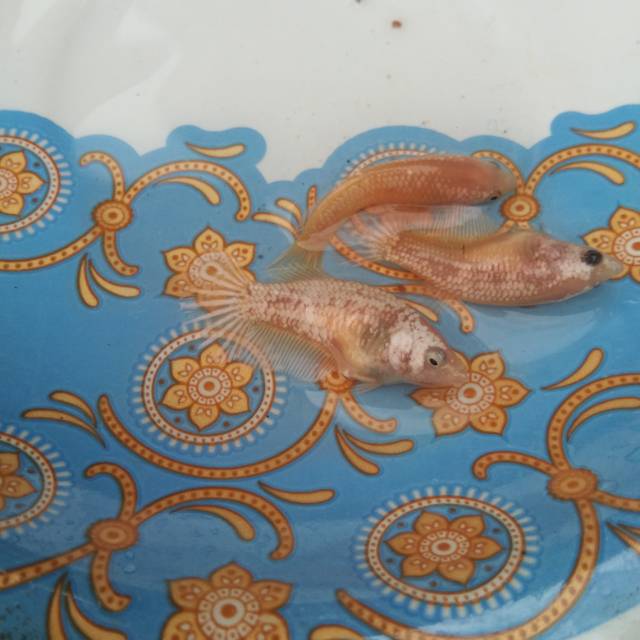 Female Cupang hmpk sni soft gold