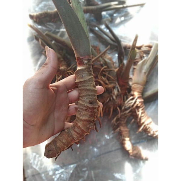 bonggolan alocasia nebula