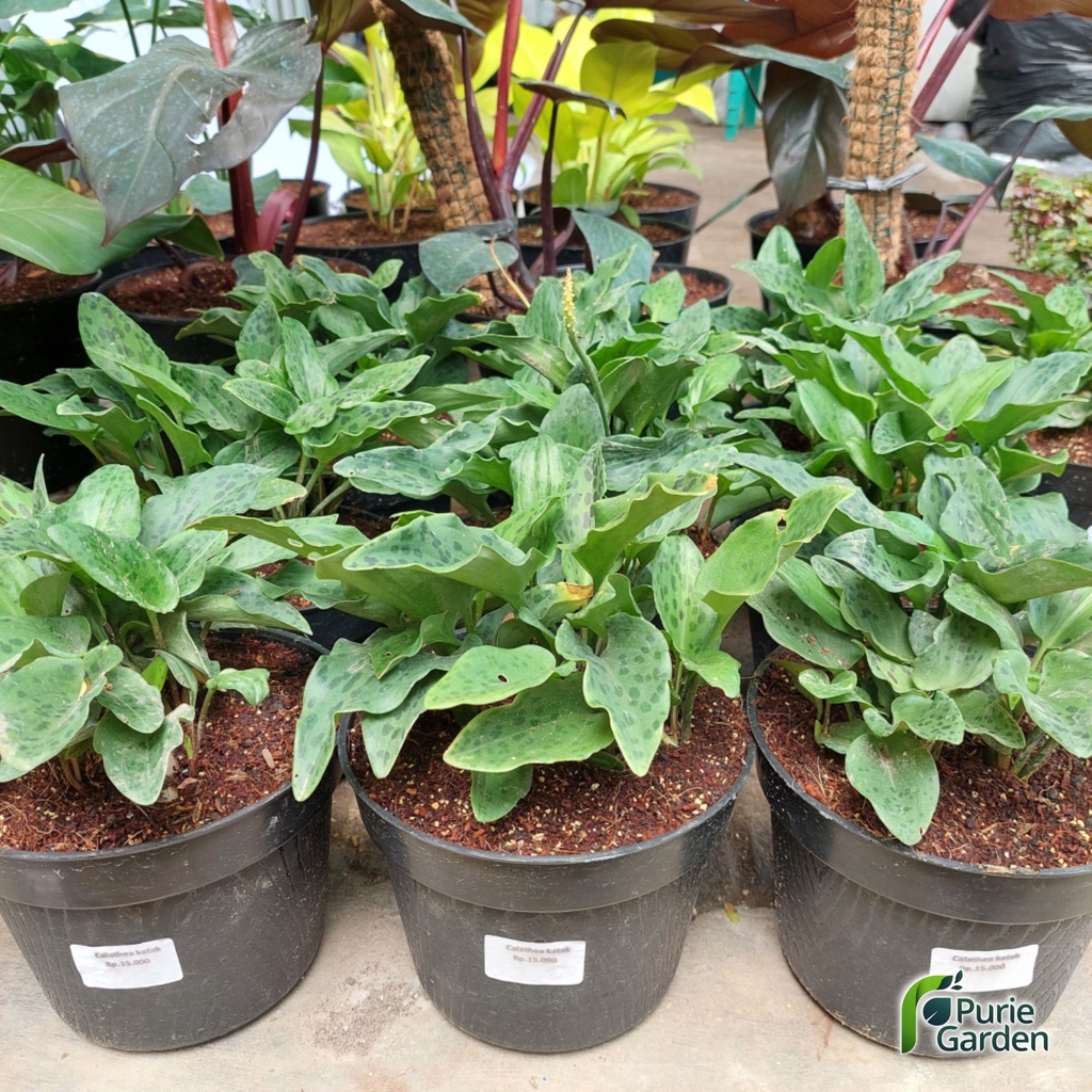Tanaman Hias Hidup Calathea Keladi Katak Daun Tutul Per Umbi PG KDR