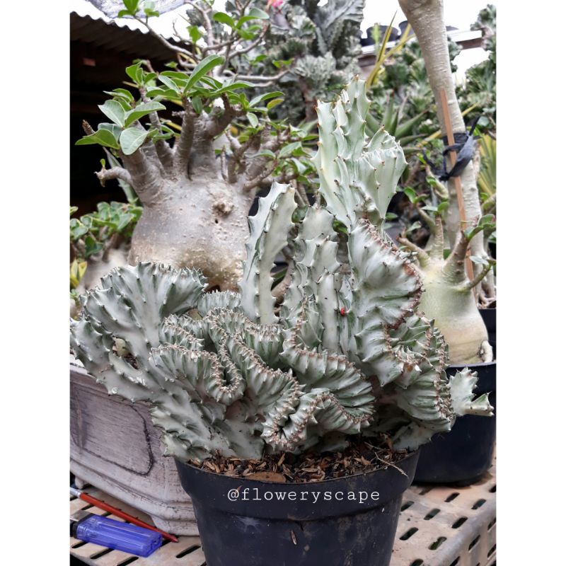Kaktus euphorbia lactea silver cristata