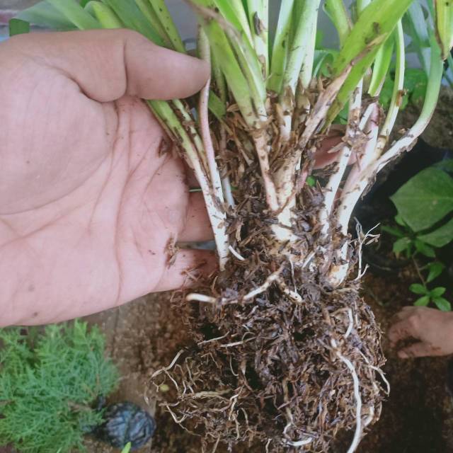 Sedap malam polibag (belum berbunga) - Bibit Tanaman Bunga Sedap Malam Bibit Hidup isi banyak umbi