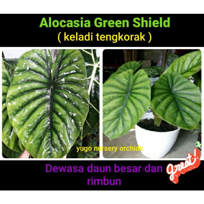 Alocasia cuprea hijau  Green Shield / Keladi Tengkorak daun besar