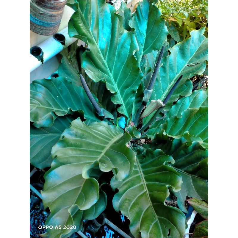 Antorium Gelombang Cinta Dewasa