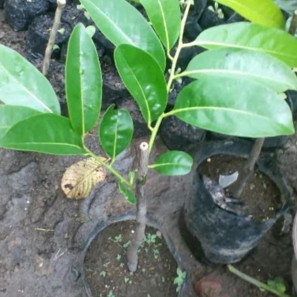 *Ready Stock* Bibit Black Sapote Jumbo / Sawo Mexico ( Sawo Hitam ) ,..,..,