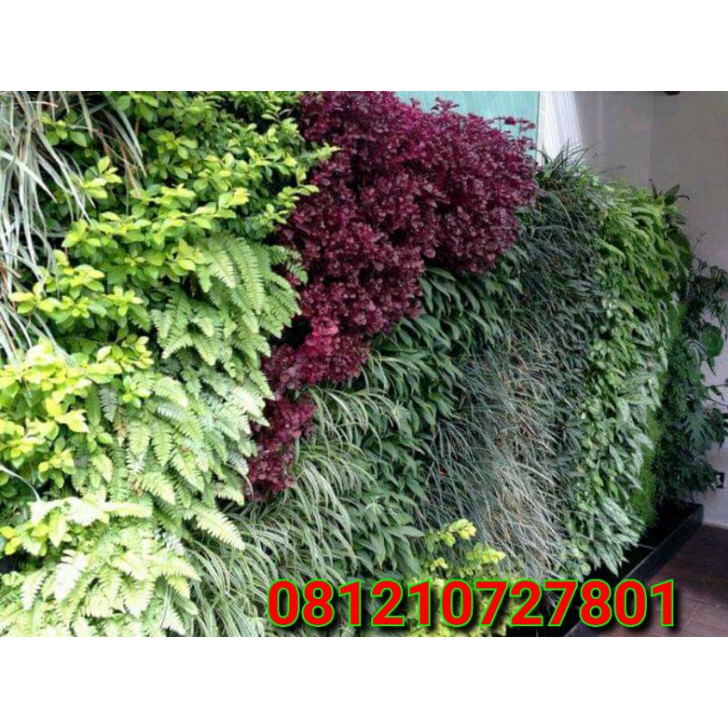 jasa pembuatan taman VERTICAL garden / jasa pembua
