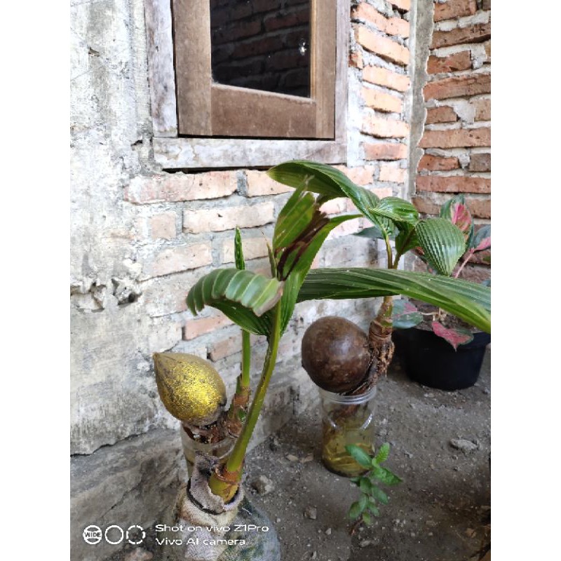 bonsai pohon kelapa berbagai pohon