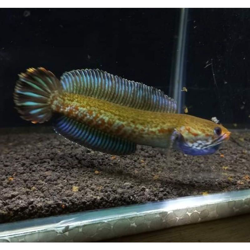 PROMO... CHANA ANDRAO 6-7 CM SPEK KONTES BONUS STIKER