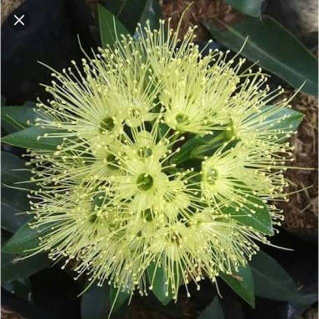 tanaman santos lemon bunga kuning xantosemon tanaman vegetasi lebah trigona klanceng