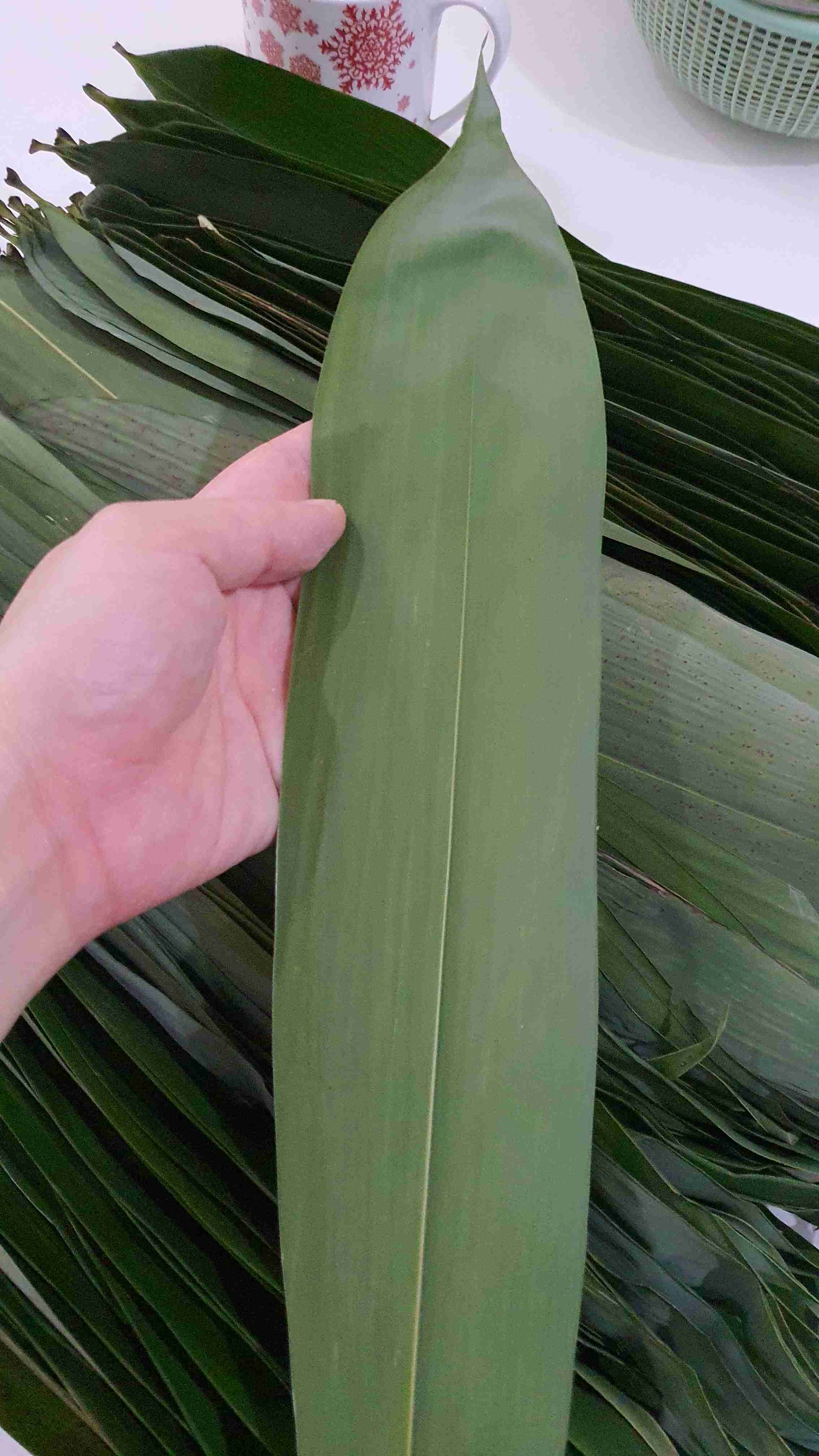 Daun Bambu Segar Per  1 Kg Bakcang. Bacang.