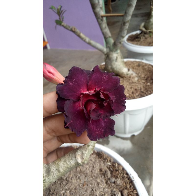 adenium size B 4 pohon