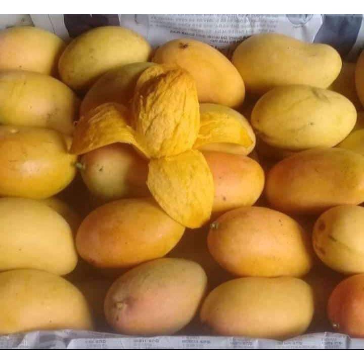 

Mangga Pisang/ Mangga Manis