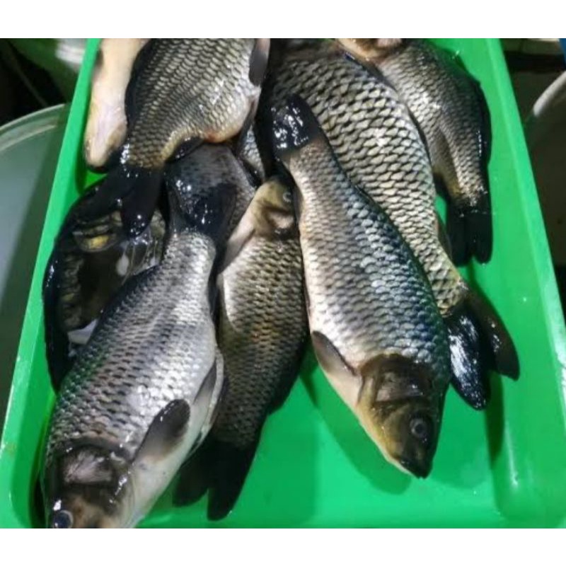 

IKAN EMAS 1 KG