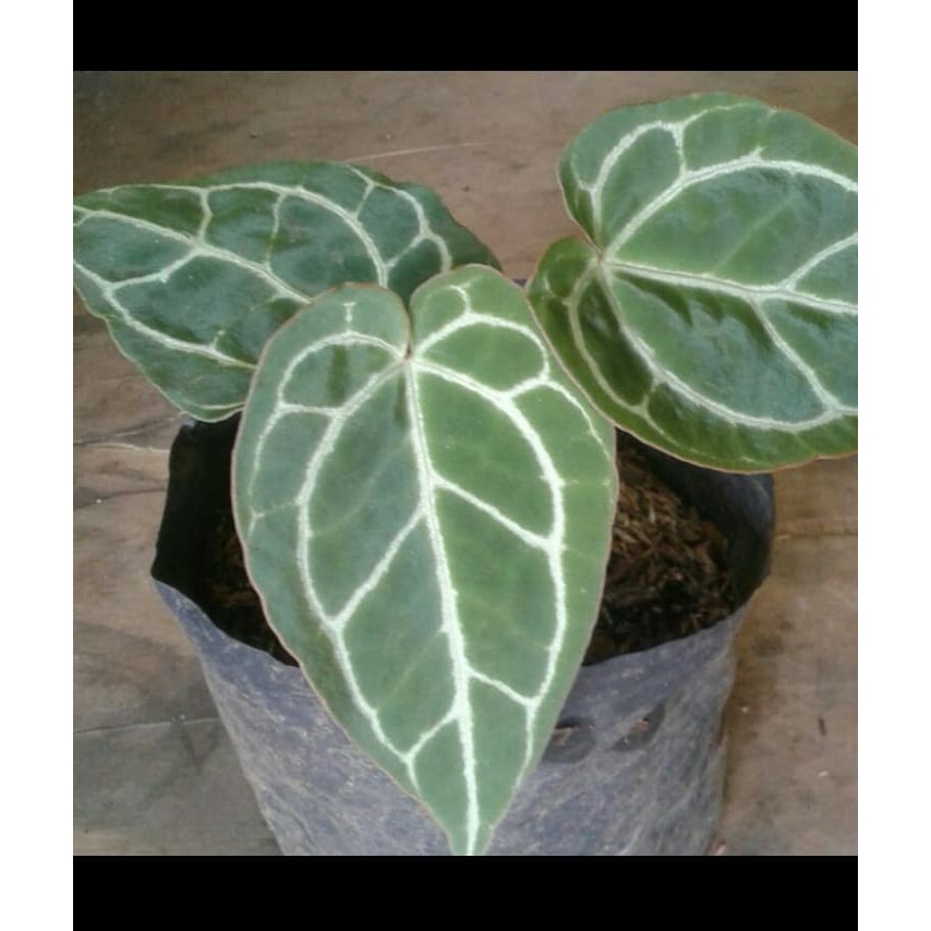 Tanaman Kuping Gajah Tanaman Hias Kuping Gajah Tanaman Hias