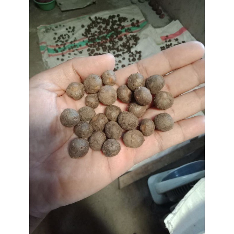 bibit katak porang mini perbiji