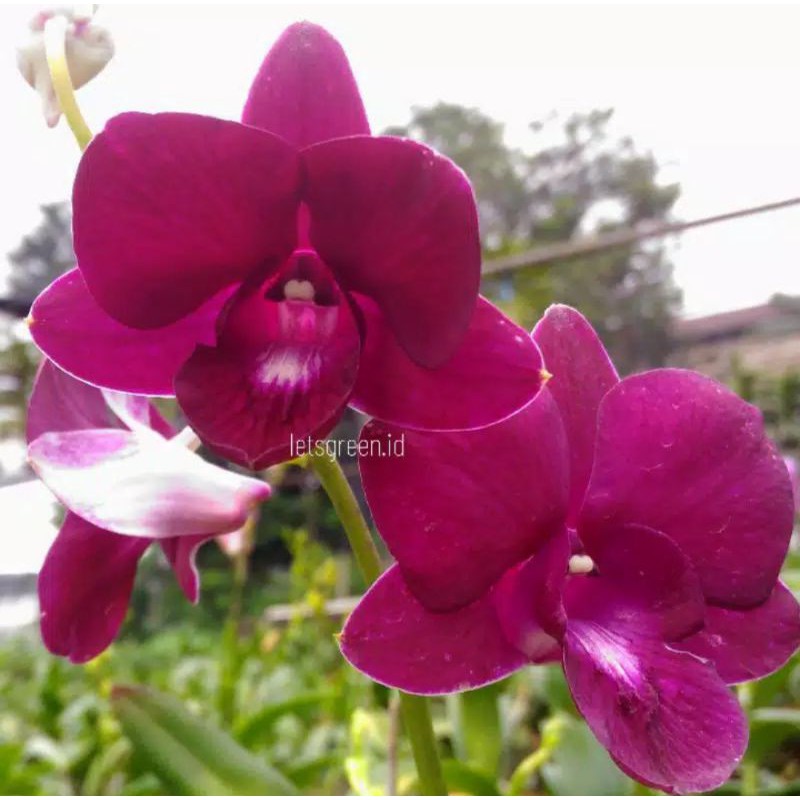 Seedling Anggrek Dendrobium Fire Ball-tanaman hidup-tanaman hias hidup-bunga hidup(bunga anggrek hid