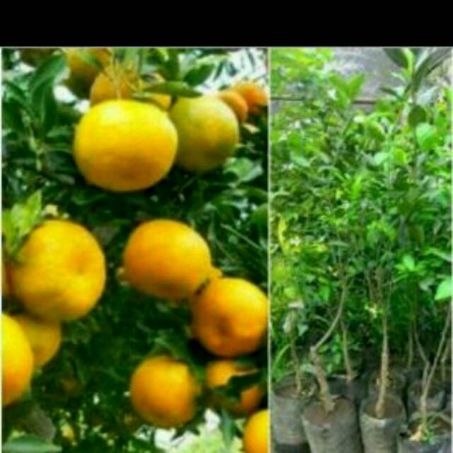 Bibit Jeruk Keprok Siam