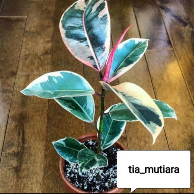 Tanaman hias karet kebo varigata / pohon ficus lyrata variegata