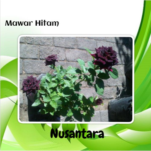 Bibit Bunga Mawar Hitam