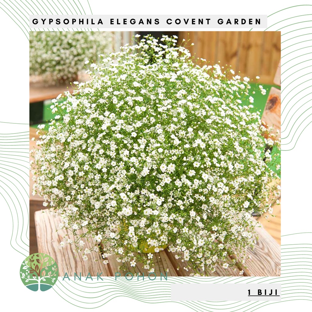 Benih Bibit Biji - Bunga Baby's Breath Gypsophila Elegans Covent Garden Flower Seeds - IMPORT