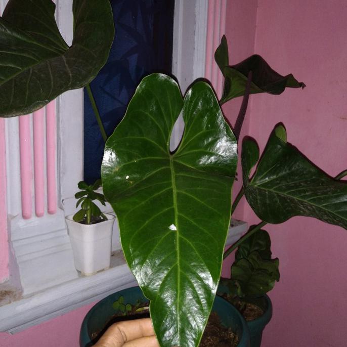 Tanaman Hias Anthurium - Anthurium Watermaliense - Collection Plant Mawarolshop1