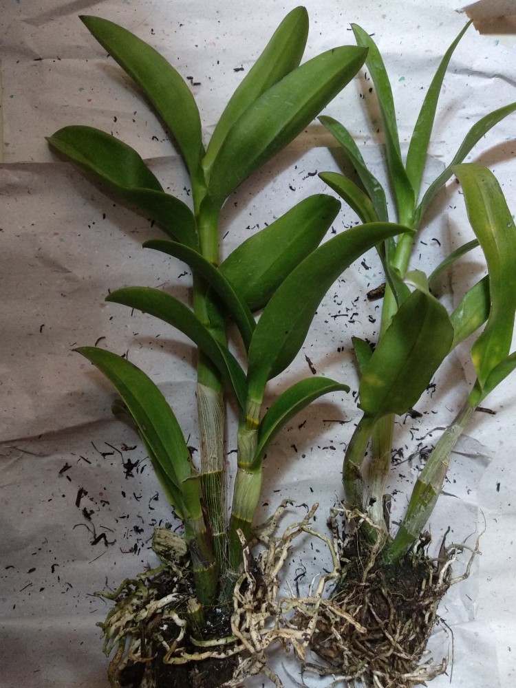 Anggrek Den White Diamon Star