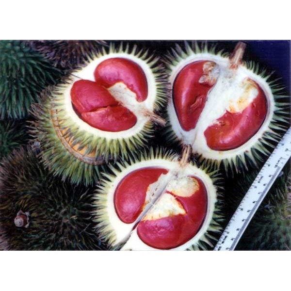 Bibit Durian Merah