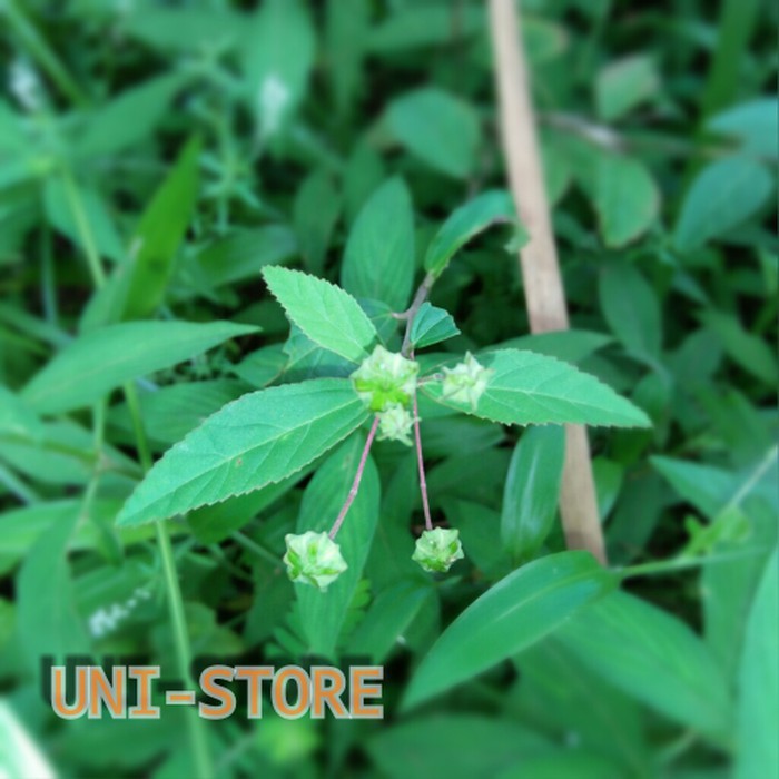 

DAUN SIDAGURI JANTAN SEGAR HERBAL KANKER SERVIK SADAGORI ⠀⠀⠀⠀⠀⠀⠀⠀⠀