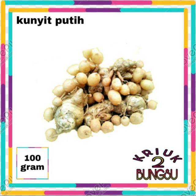 

Biang Kunyit putih