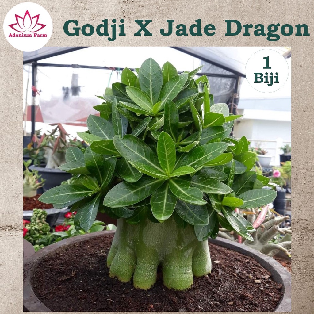 Benih Biji Bibit Adenium Arabikum Hibrid GODJI X JADE DRAGON